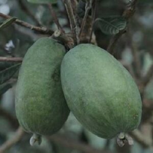 Feijoa Antoinette - 3Ltr