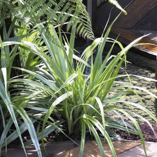 Astelia chathamica - 2.5Ltr (25/45) - Image 2