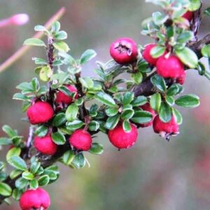 Cotoneaster microphylla - 1Ltr (25/40)