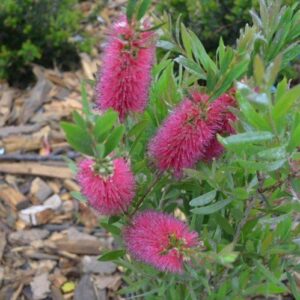 Callistemon Western Glory - 3.5Ltr