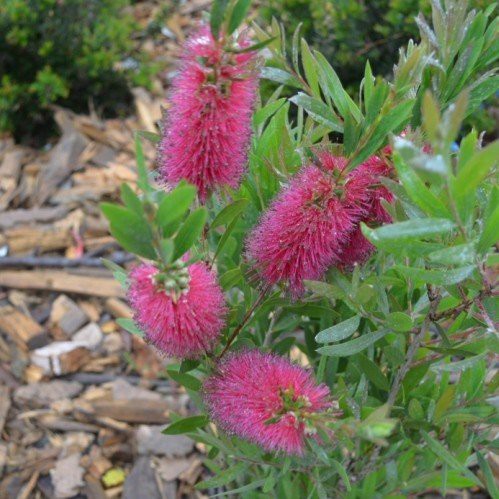 Callistemon Western Glory - 3.5Ltr