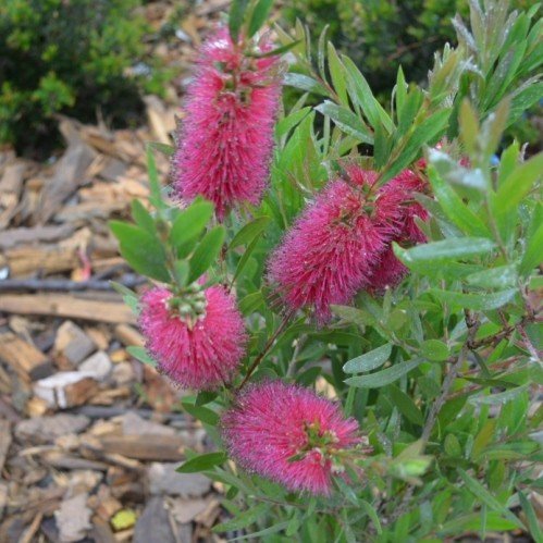 Callistemon Western Glory - 3.5Ltr - Image 2
