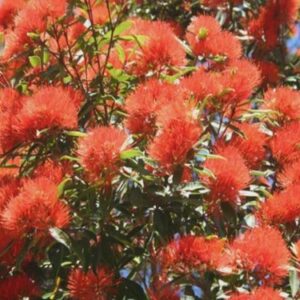 Metrosideros excelsa Fire Mountain