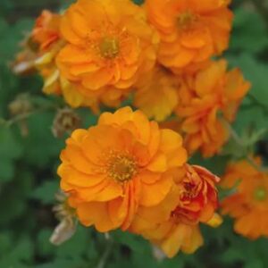 Geum Fire Storm - 1.5L (15/30)