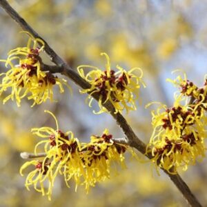 Hamamelis mollis, Chinese Witch Hazel - 18L (150/200)
