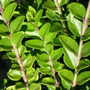 Lonicera n. Honey Hedge Lime - tube (20/30)