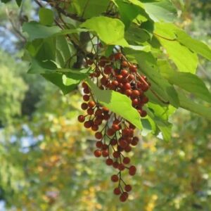 Idesia polycarpa, (female) - 45Ltr