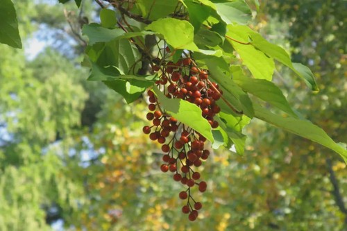 Idesia polycarpa, (female) - 45Ltr