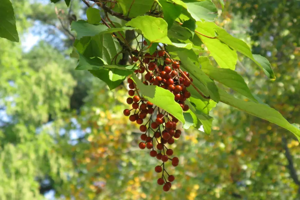 Idesia polycarpa, (female) - 45Ltr - Image 2