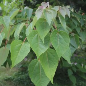 Idesia (male) - Pb40