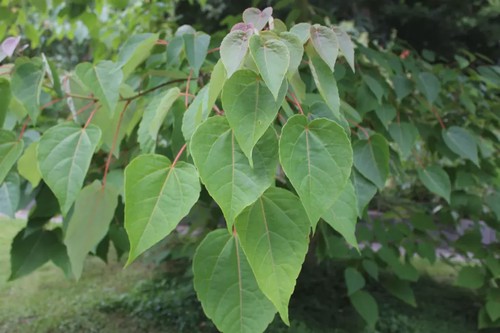 Idesia (male) - Pb40