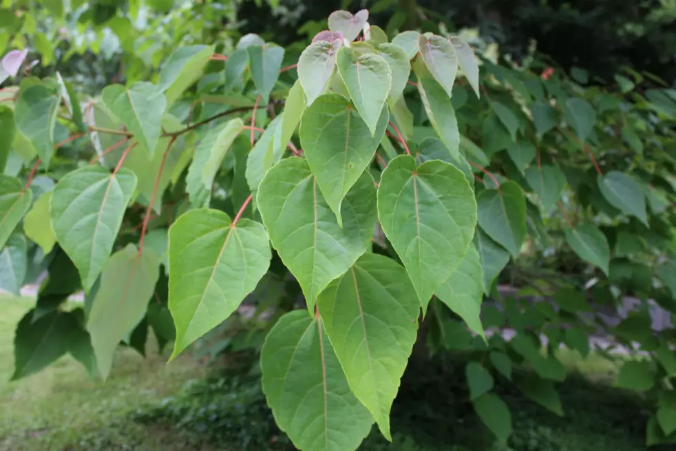 Idesia (male) - Pb40 - Image 2