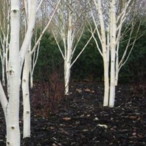Betula jacquemontii Pb8