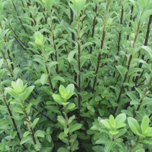 Pittosporum Jade 30 ltr Bushy