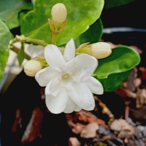 Jasminum sambac