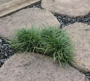 Ophiopogon j. Kyoto Dwarf, Dwarf Turf Lily - Tube