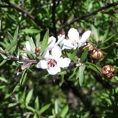 Leptospermum scoparium, Manuka - 1.7Ltr/Pb6.5 - Image 4