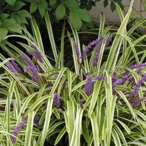 Liriope m. Variegata - Tube