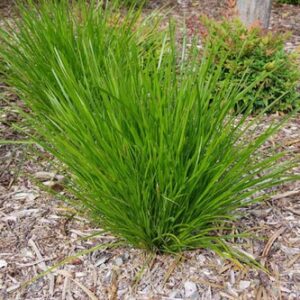 Lomandra x Little Lime