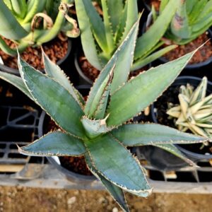 Agave Little Shark