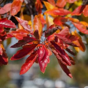 Malus ioensis Plena, Bechtel Crabapple - Pb12