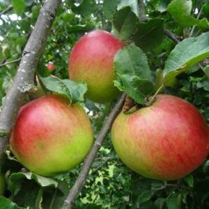 Apple Martini - Pb12