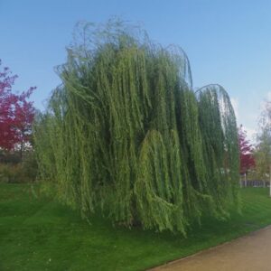 Salix matsudana Pendula - Weeping Willow