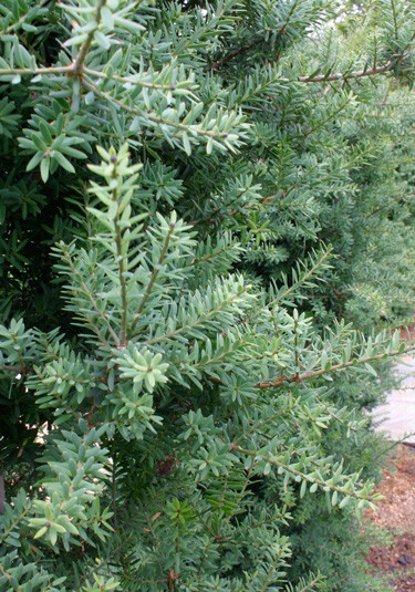 Podocarpus Matapouri Blue - Pb6.5/Pb8 (50/120) - Image 2