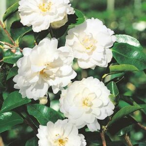 Camellia Moonlight (Mine-No-Yuki) - 1.5Ltr (20/50cm)