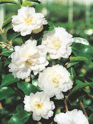 Camellia Moonlight (Mine-No-Yuki) - 1.5Ltr (20/50cm)