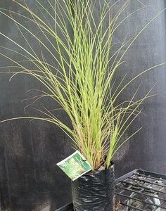 Miscanthus Morning Light - PB3/PB5