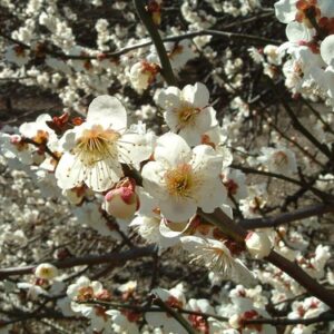 Prunus mume