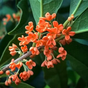 Osmanthus fragrans -Genuine Chinese Osmanthus 1.7m tall