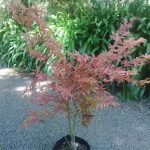 Acer palmatum Shirazz - Image 2