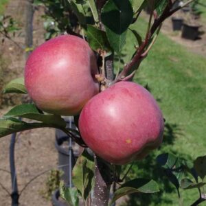 Apple Quadruple, BB/GD/PR/RG - 25Ltr