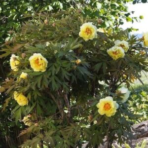 Paeonia Lutea - pb28 (80/120)