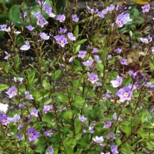 Parahebe Baby Blue - Pot