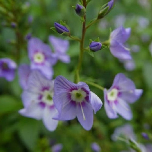 Parahebe Baby Blue - Pot - Image 2