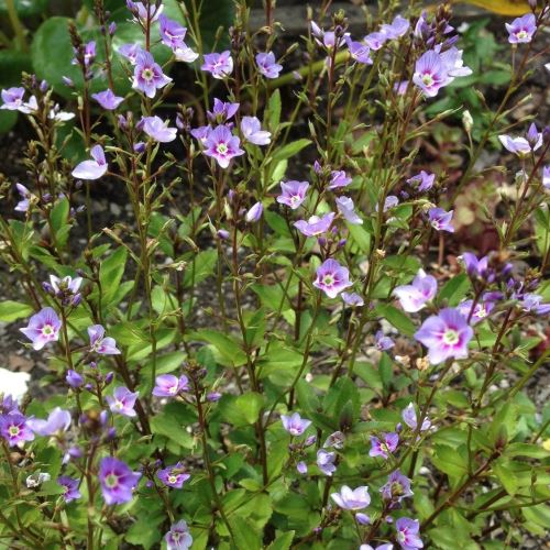 Parahebe Baby Blue - Pot