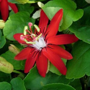 Passiflora coccinea, Red Passion Flower
