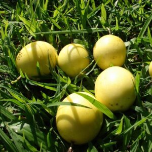 Passiflora Flavicarpa