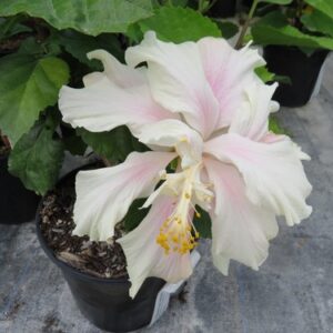 Hibiscus Pearl Harbour - 2.5Ltr