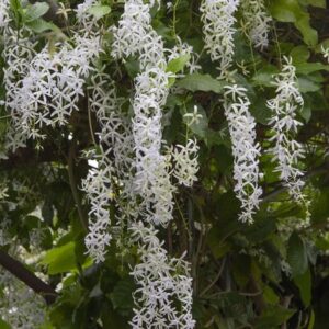 Petrea volubilis Snow Stars