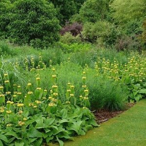 Phlomis russeliana, Turkish Sage - Pot