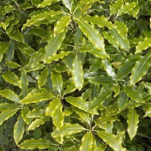 Pittosporum eugenioides Minima - 2.5Ltr/3.5Ltr (100) - Image 2