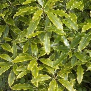 Pittosporum eugenioides Minima - 2.5Ltr/3.5Ltr (100)