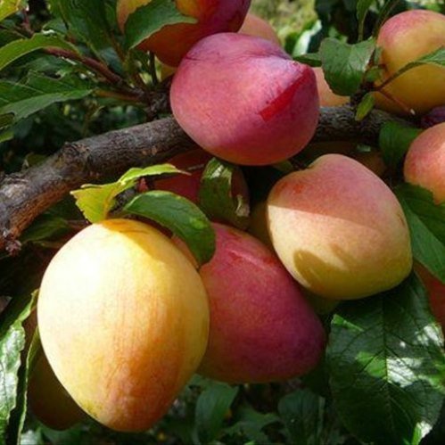 Plum Luisa - 25ltr Large Grade Espaliered on Timber Frame - Image 2