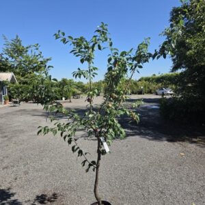 Christmas Giving Tree Set: Fruit Tree Edition- 3 trees