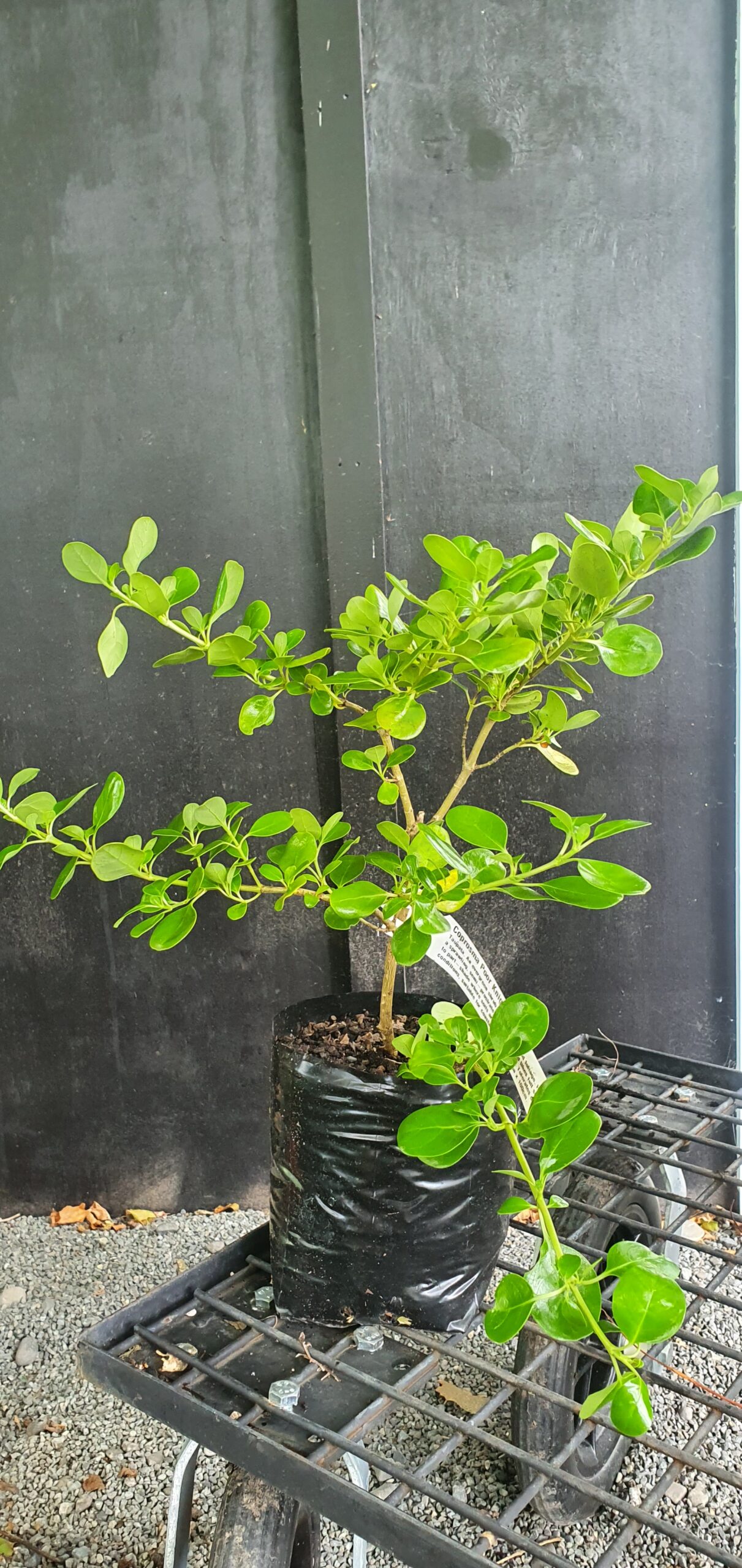 Coprosma Poor Knight's -Pb5 (15/30) - Image 3