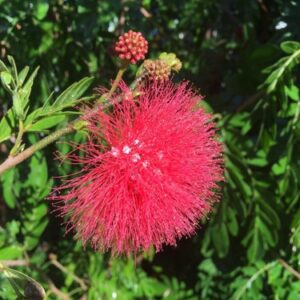 Calliandra haematocephala, Powder Puff White